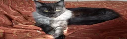 Maine Coon gatti in vendita: Maine coon cucciole Tortie,Red, White - Annuncio 3
