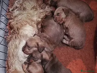Bassotto cani BASSOTTO PELO DURO CUCCIOLI - Annuncio 12