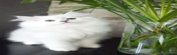 Persiano gatti in vendita: Persiano Chinchillà normotipico  - Annuncio 1