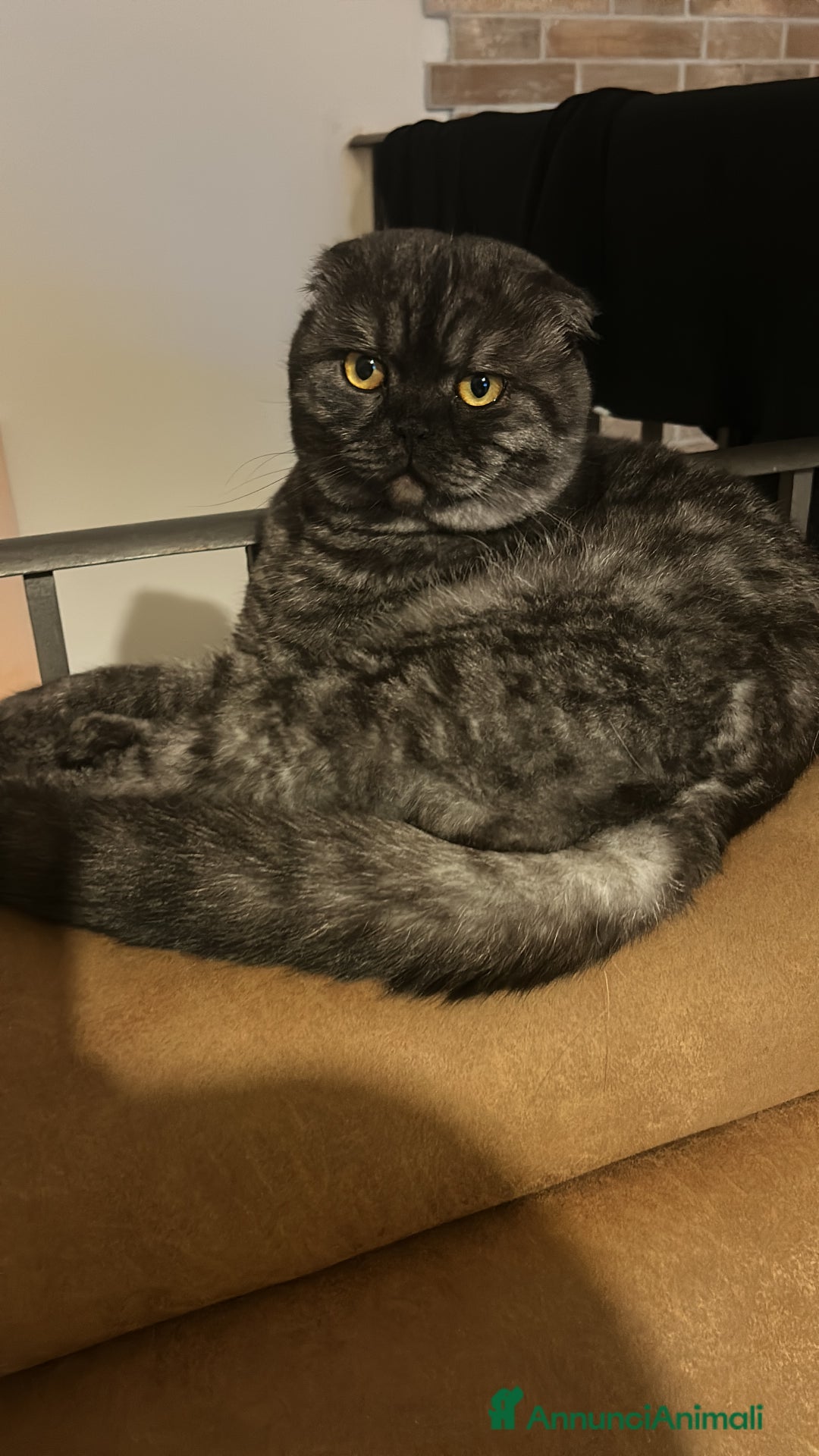 Scottish gatti per accoppiamento: Fluffy cerca fidanzata - Annuncio 4