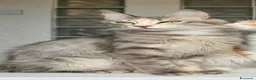 Angora turco gatti in vendita: Gatta di razza Angora Turco - Lyra - Annuncio 3