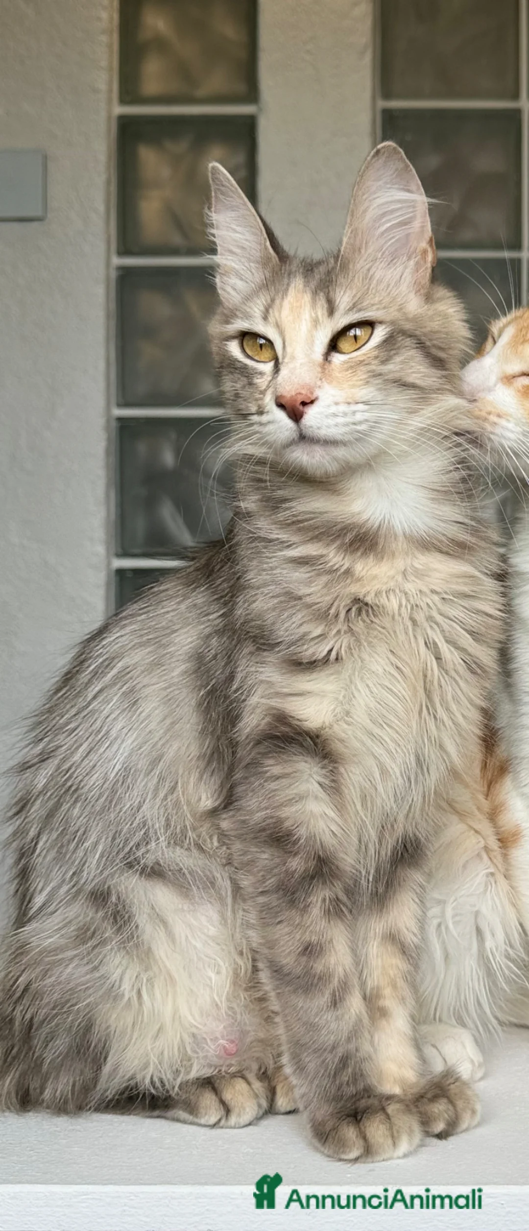 Angora turco gatti in vendita: Gatta di razza Angora Turco - Lyra - Annuncio 3