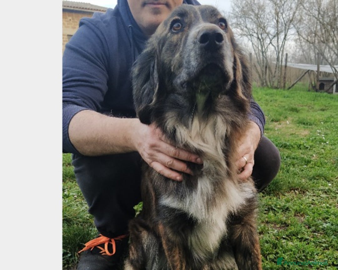 Meticcio cani in regalo: Bellissimo jango a Roma - Annuncio 3