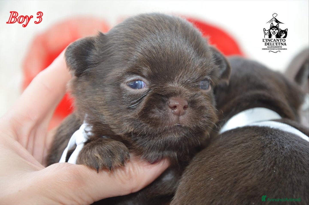 Chihuahua cani in vendita: Chihuahua linea russa pedigree Enci  - Annuncio 7