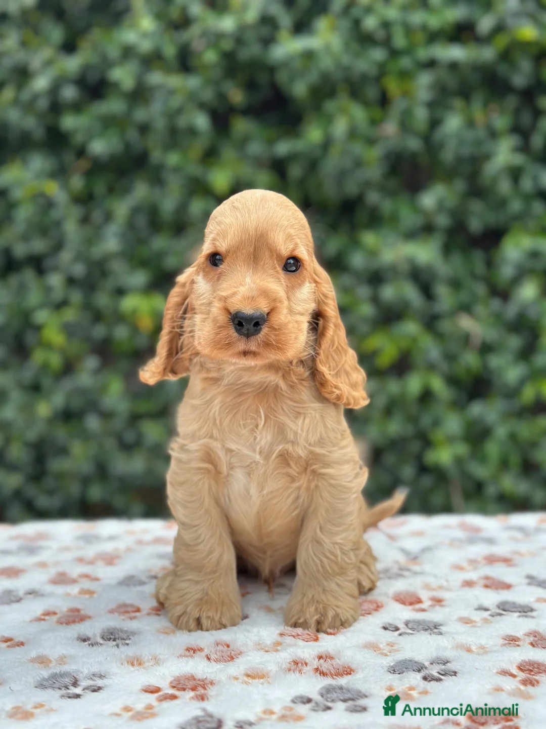 Cocker cani in vendita: Cocker spaniel inglese  - Annuncio 2