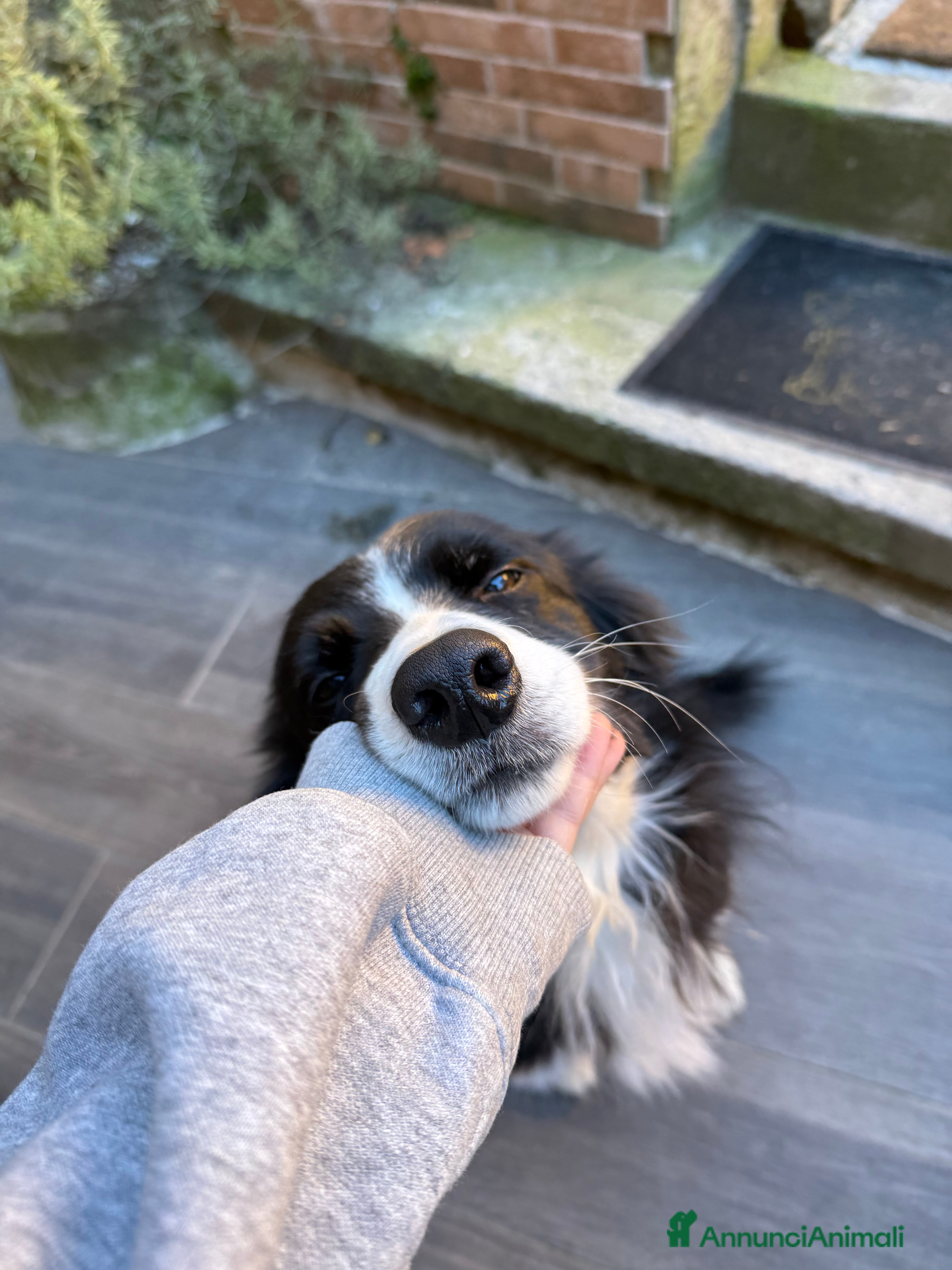 Border Collie cani Border collie femmina per accoppiamento - Annuncio 1