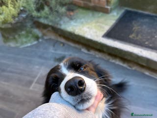 Border Collie cani Border collie femmina per accoppiamento - Annuncio 1