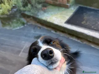 Border Collie cani Border collie femmina per accoppiamento - Annuncio 37