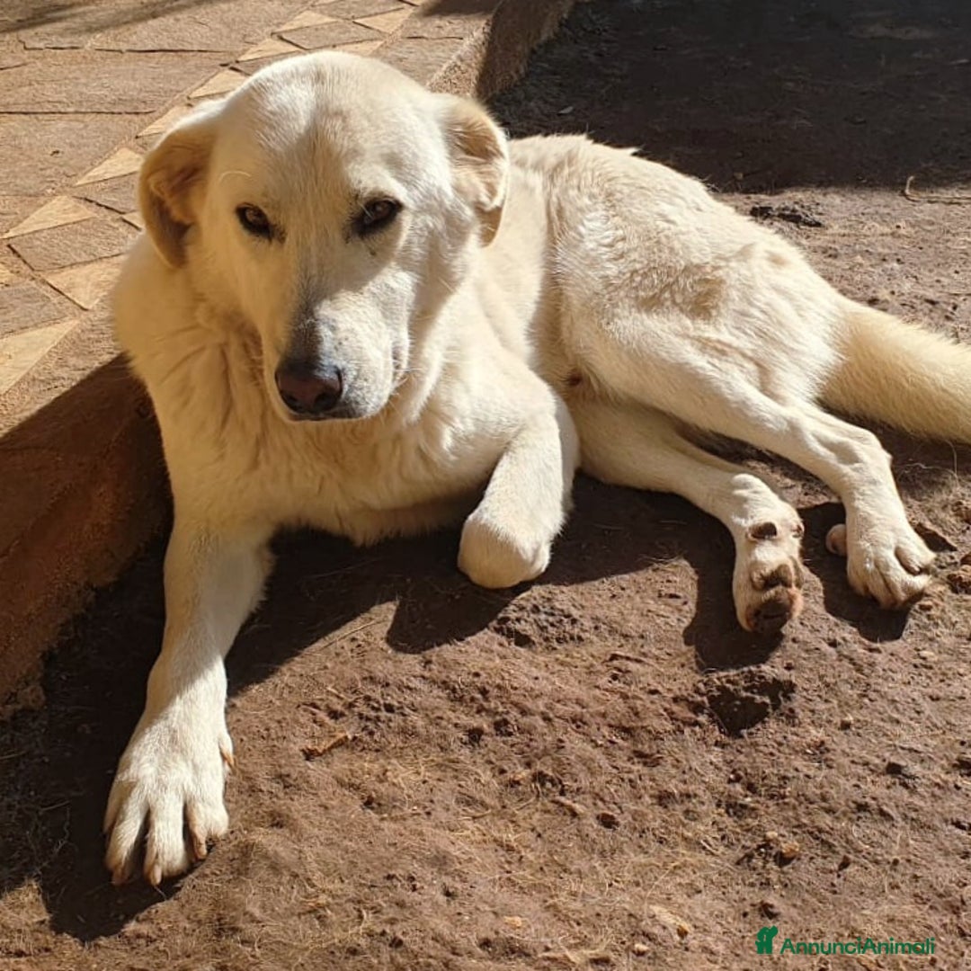 Meticcio cani in regalo: Ziguli' il timido cagnolino dal sorriso speciale  - Annuncio 4