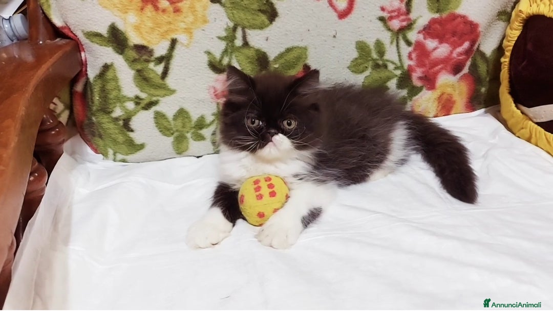 Persiano gatti in vendita: Cuccioli di Persiano a Città Metropolitana di Torino - Immagine 4
