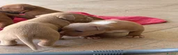 Pitbull cani in vendita: Vendesi cuccioli American Pitbull Terrier  a Città metropolitana di Palermo - Annuncio 26