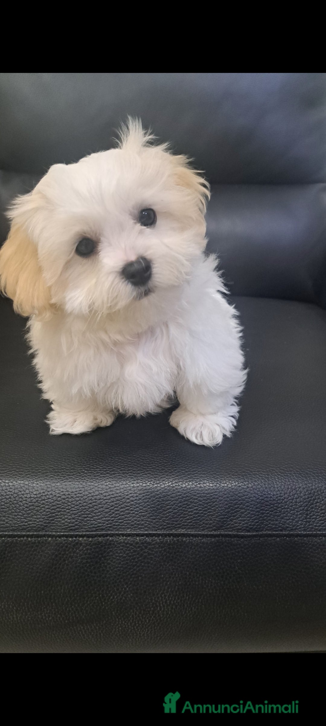 Bichon cani Bichon Maltese Roma Ciampino  - Annuncio 1