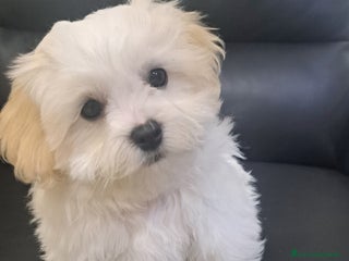 Bichon cani Bichon Maltese Roma Ciampino - Annuncio 1