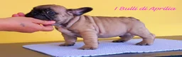 Bulldog Francese cani in vendita: BOULEDOGUE FRANCESE  - Annuncio 3