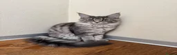 Maine Coon gatti in vendita: Cucciola di razza Maine Coon con pedigree AFeF - Annuncio 4