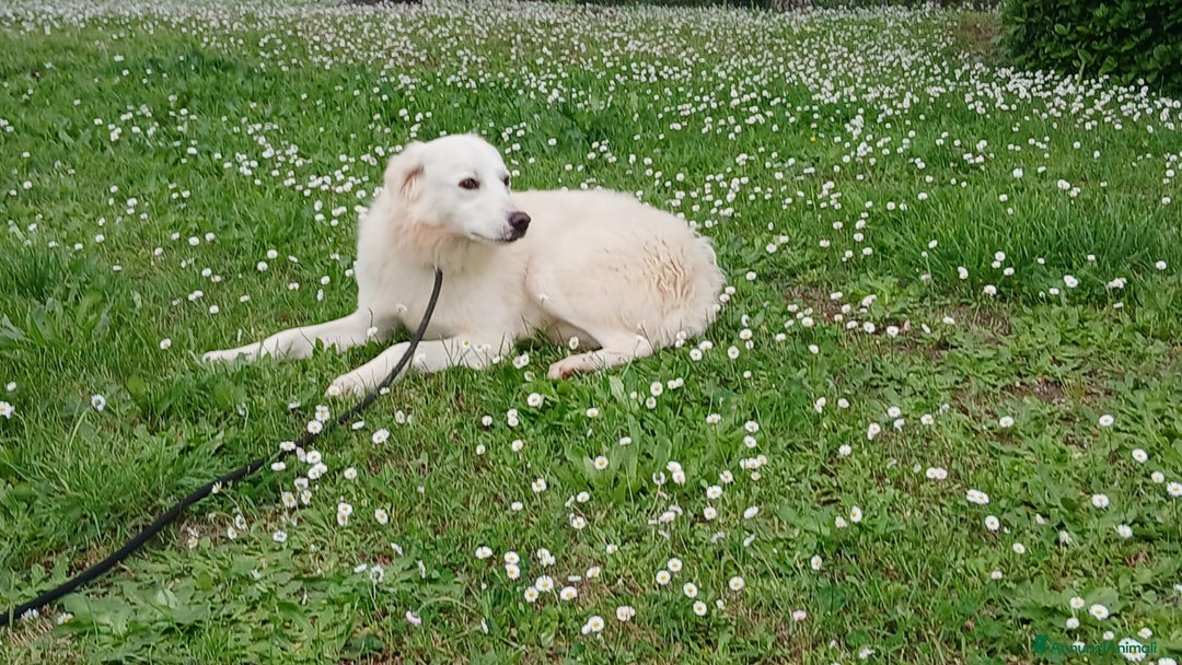 Meticcio cani in regalo: LUCIA E' IN CERCA DELL' AMORE VERO - Annuncio 4