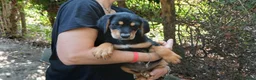 Meticcio cani in regalo: LO SPLENDIDO MALCOM HA BISOGNO DI TE, IN ADOZIONE - Annuncio 3