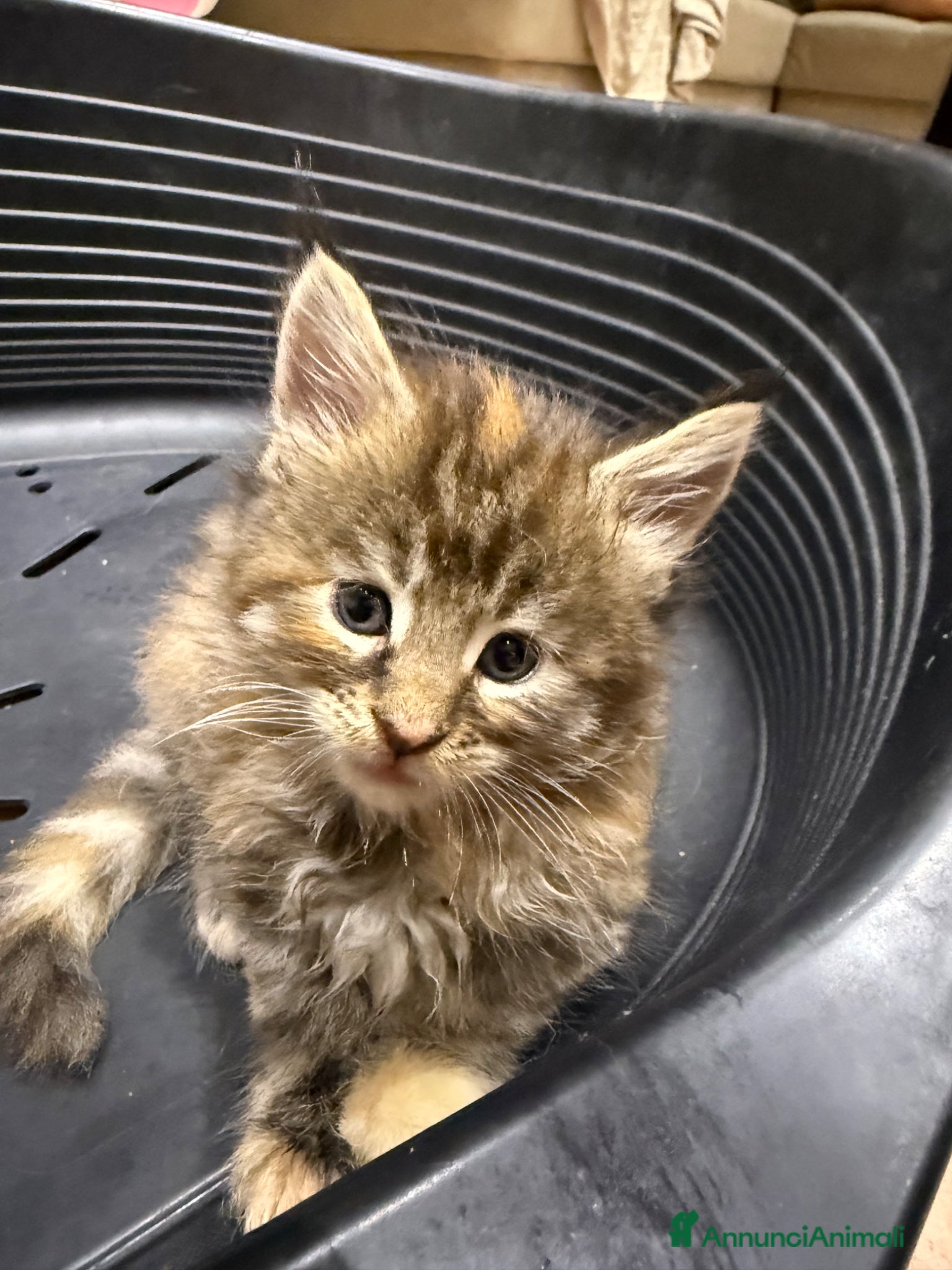 Maine Coon gatti Cuccioli di Manine Coon disponibili da giugno - Annuncio 2