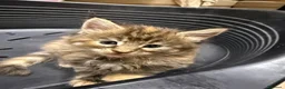 Maine Coon gatti in vendita: Cuccioli di Manine Coon disponibili da giugno - Annuncio 2