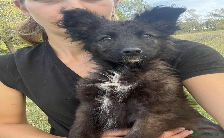 Meticcio cani OMBRA, bellissima orsetta in nero! - Annuncio 4