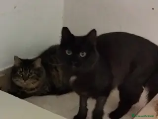 Meticcio gatti Charlotte ed Anne, micine di 6 mesi cercano casa. - Annuncio 1