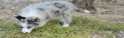 Border Collie cani in vendita: Cuccioli di border collie ( bordercollie) - Annuncio 5