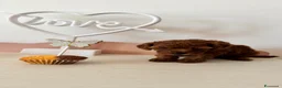 Barboncino Toy cani in vendita: Barboncini red - Annuncio 6