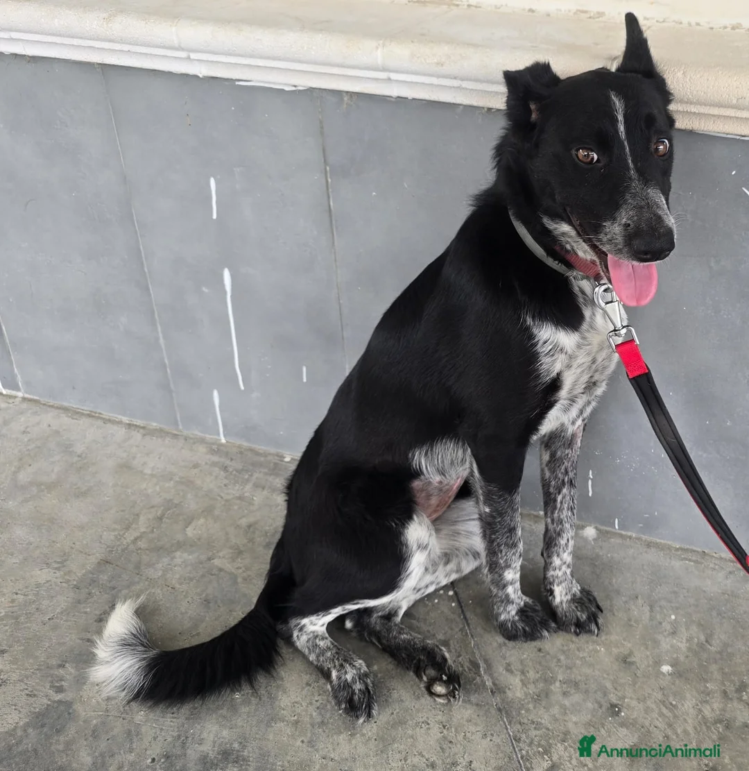 Meticcio cani in regalo: Serafina 3 anni Taglia media piccola  - Annuncio 5