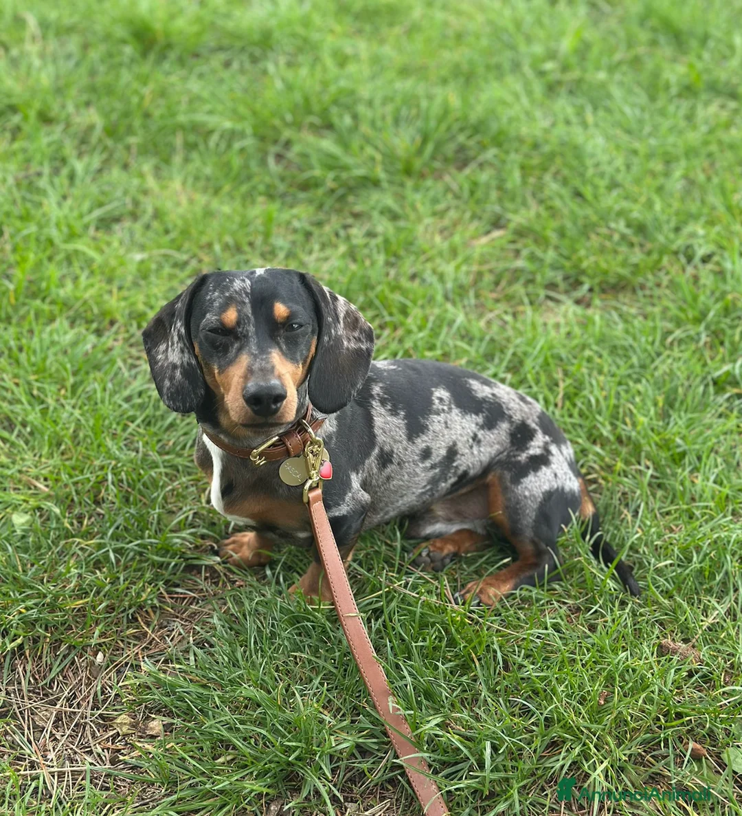 Bassotto cani per accoppiamento: Bassotto Kaninchen Arlecchino Accoppiamento - Annuncio 3