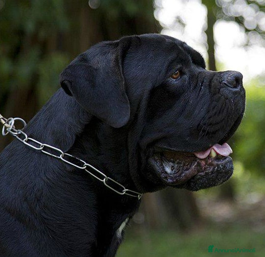 Cane Corso cani in vendita: spettacolari cuccioli di cane Corso  - Annuncio 14