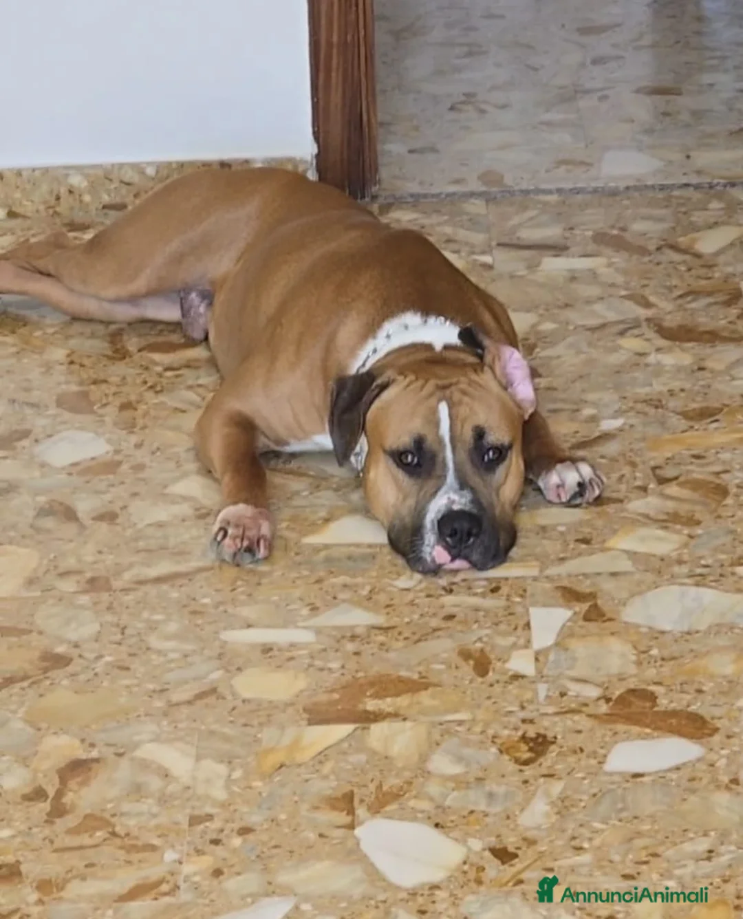Pitbull cani in regalo: ADOZIONE a Città Metropolitana di Napoli - Annuncio 1