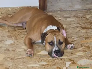 Pitbull cani ADOZIONE - Annuncio 1