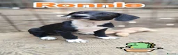 Meticcio cani in regalo: Ronnie❤️❤️❤️❤️ a Provincia di Brescia - Annuncio 4