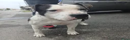 Pitbull cani in regalo: ARGO simil amstaff: vogliamo la sua rinascita a Provincia di Monza e della Brianza - Annuncio 6