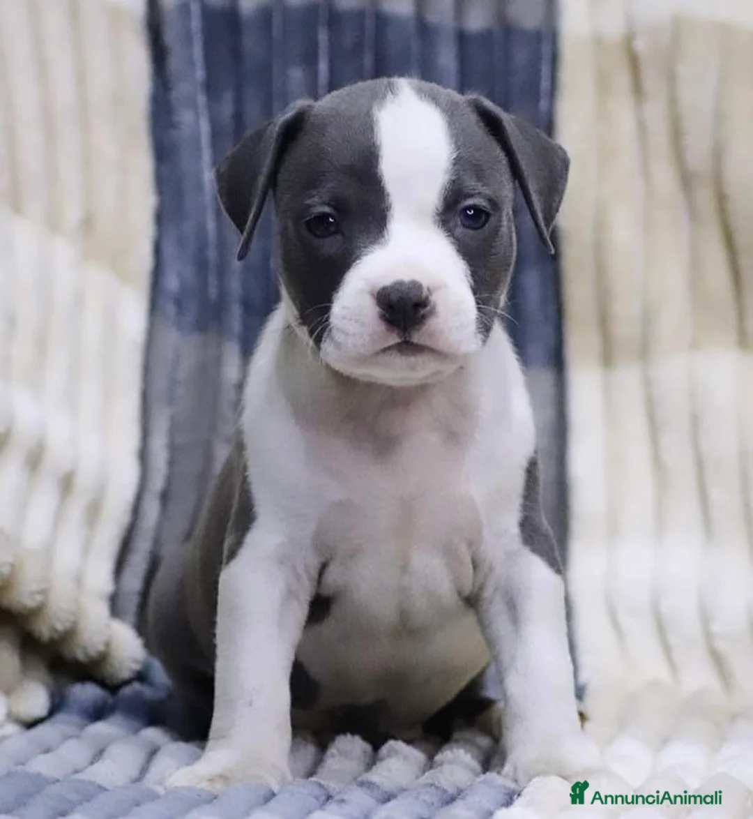 American Staffordshire cani in vendita: Amstaff cuccioli in vendita  - Annuncio 3
