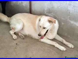 Meticcio cani FOLK adorabile pacioccone! - Annuncio 37