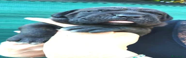 Fast
