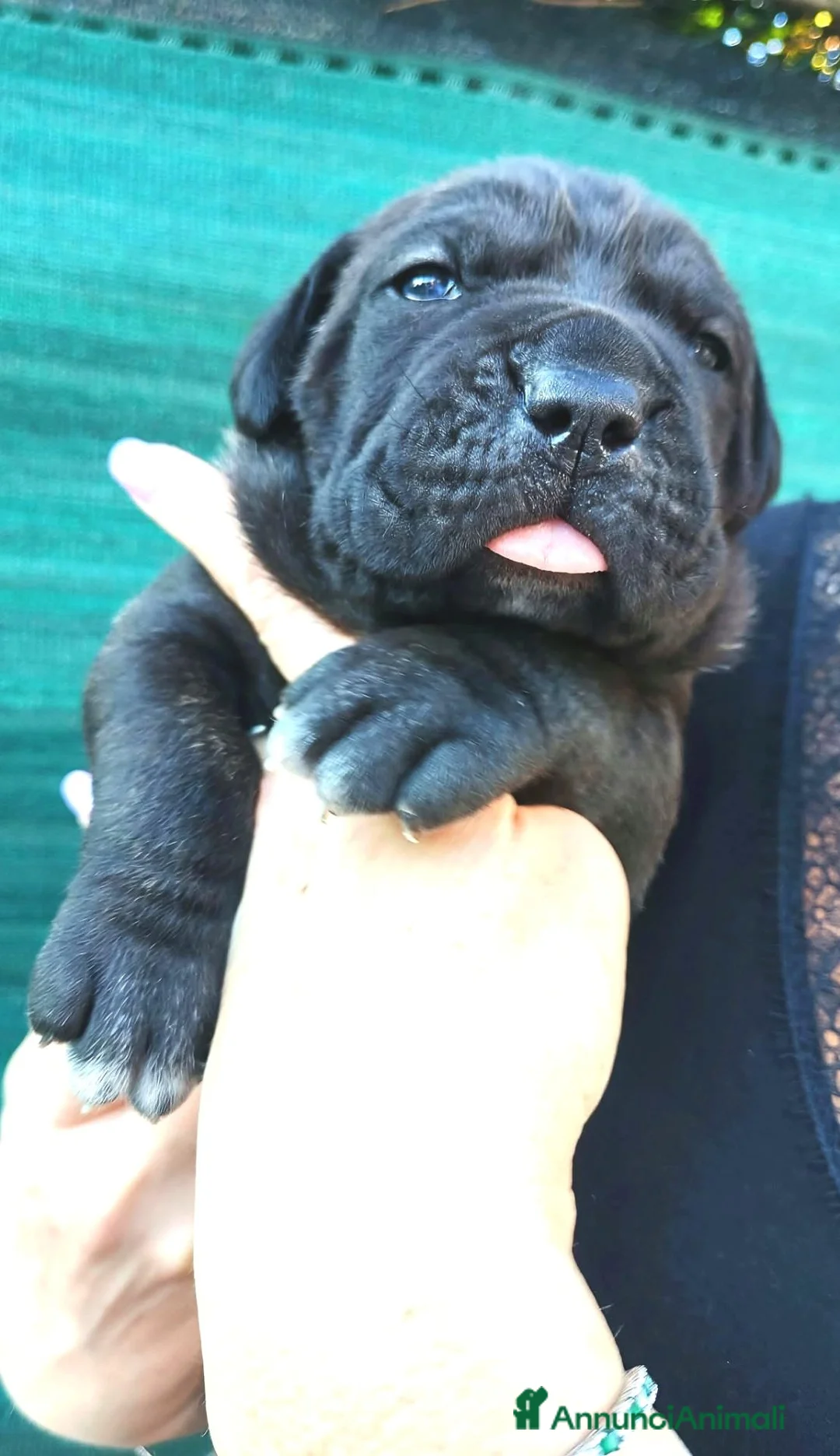 Cane Corso cani in vendita: Cuccioli cane corso alta genealogia - Annuncio 2
