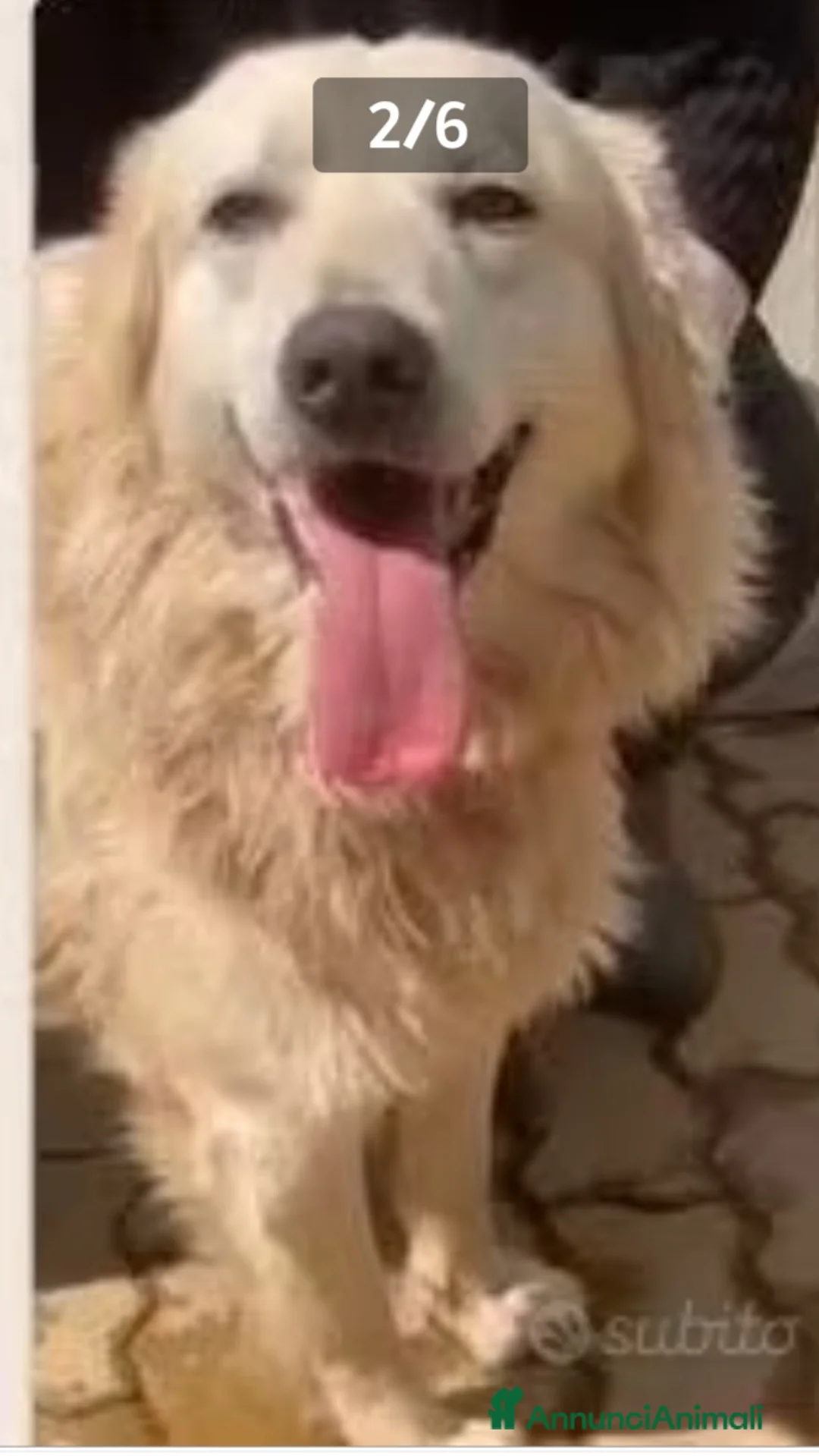 Meticcio cani in regalo: Mix Golden 6anni entrato a 3mesi in box.CALABRIA - Annuncio 6