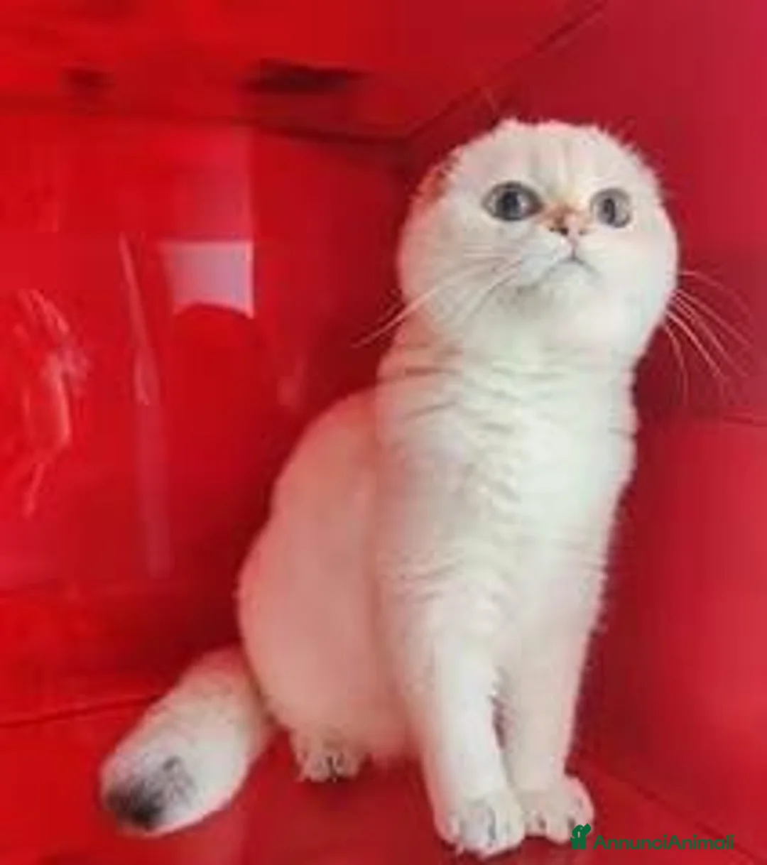 Scottish gatti in vendita: Cucciolo Scottish fold pedigree ENFI - Annuncio 2