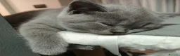 British gatti in vendita: VENDO BRITISH SHORTHAIR a Città Metropolitana di Torino - Annuncio 7