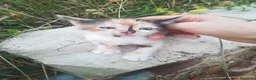 Europeo gatti in regalo: GATTINI - Annuncio 9