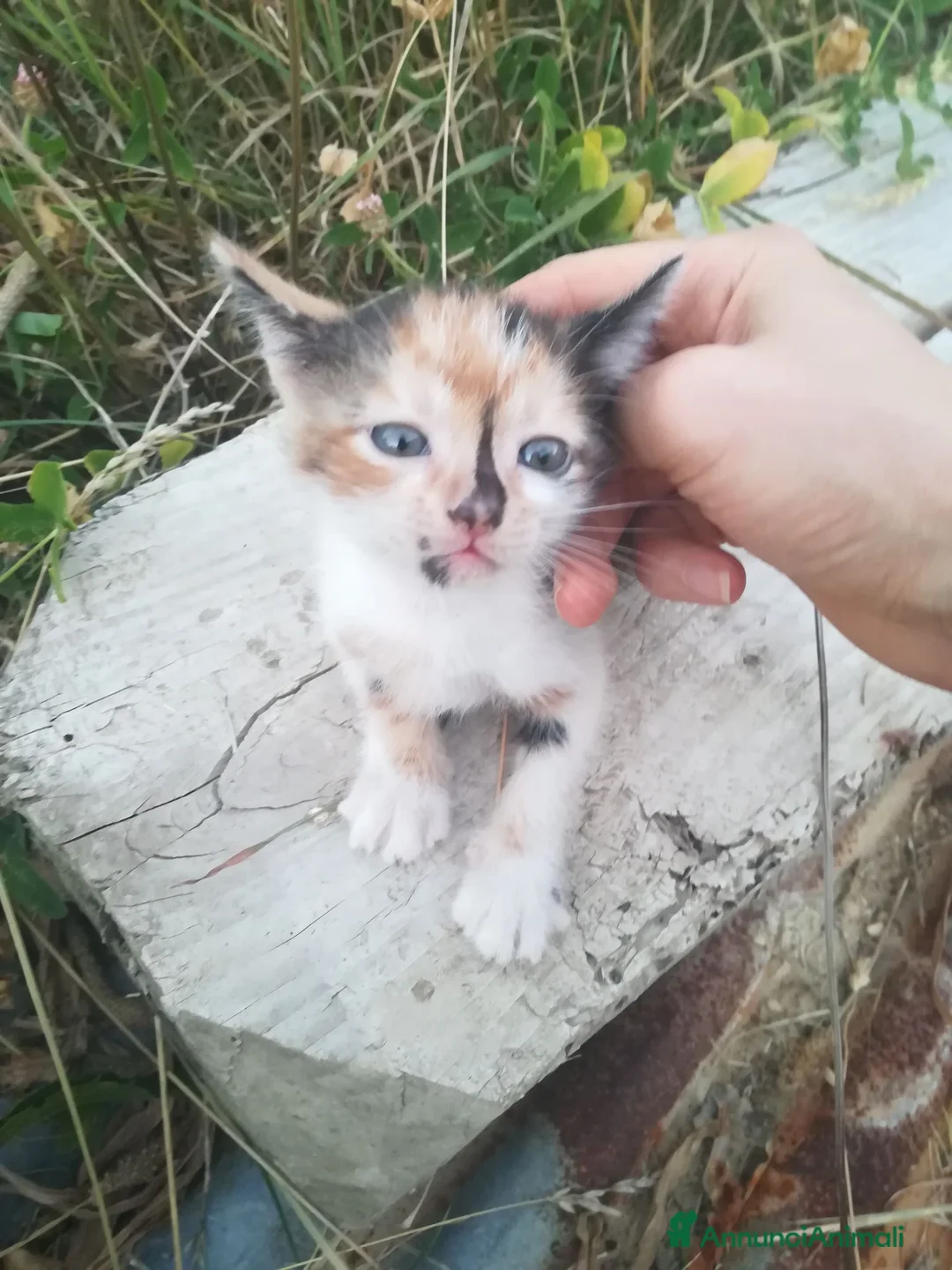 Europeo gatti in regalo: GATTINI - Annuncio 9