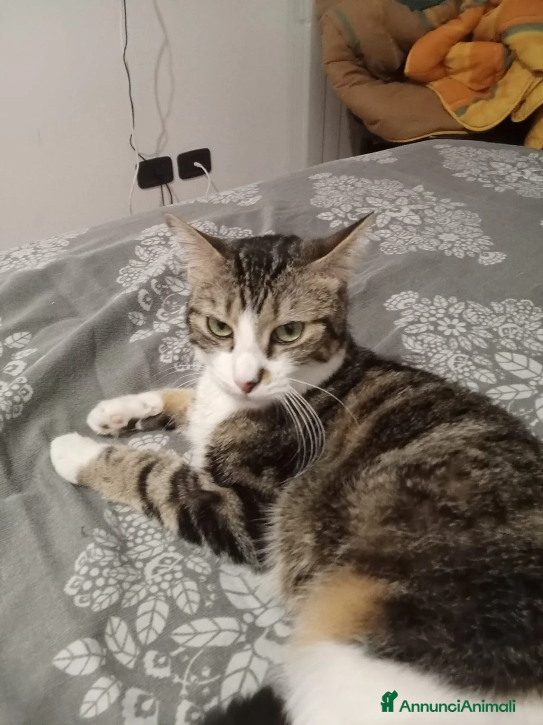 Meticcio cani in regalo: Zoe deliziosa micia di un anno - Annuncio 4