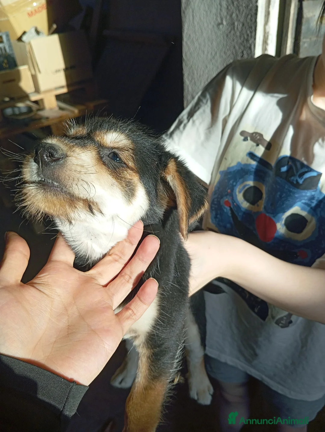 Meticcio cani in vendita: Cuccioli in adozione – Goito (MN) a Provincia di Mantova - Annuncio 1