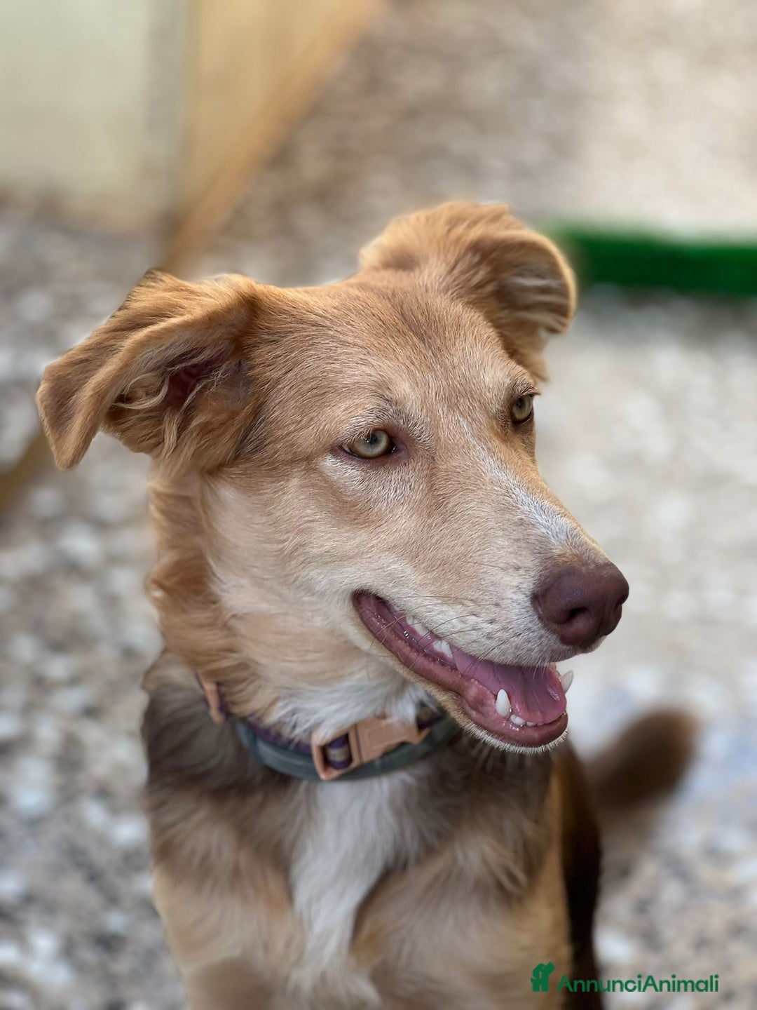 Meticcio cani in regalo: Cucciolo di 8 mesi - Immagine 1