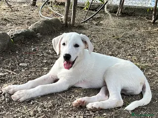 Pastore Maremmano cani Chase meraviglioso cucciolo bianco 3 mesi tg media - Annuncio 19