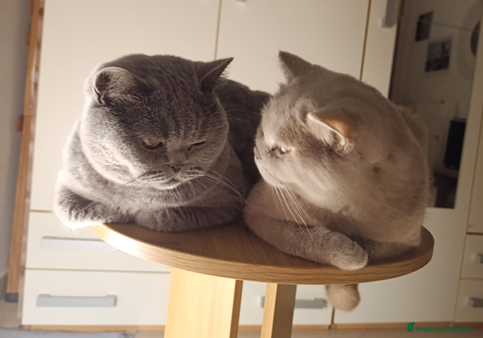 British gatti Rehoming e cuccioli - Annuncio 19