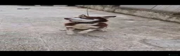 Husky cani in regalo: Siberian Husky marrone 1anno,tolto dalla catenaSUD - Annuncio 7