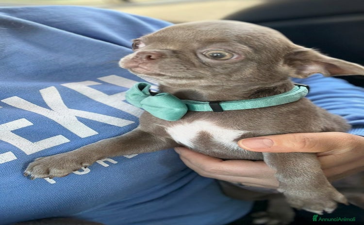 Chihuahua cani - Annuncio 6